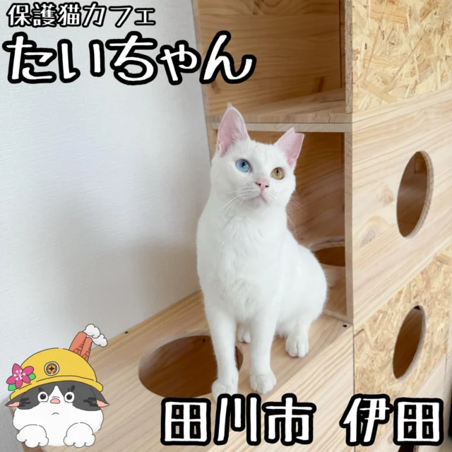 ☻

⁂⁂⁂⁂⁂⁂⁂⁂⁂⁂⁂⁂⁂⁂⁂⁂⁂⁂⁂⁂⁂⁂⁂⁂
∝店名➡︎【保護猫カフェたいちゃん】
∝アカ➡︎ @neco_cafe.taichan 
∝住所➡︎ 福岡県田川市伊田4165-2
　　　　(居酒屋「旬香酒灯」さん裏)
∝電話➡︎ 090-1262-5195
∝休日➡︎ 木曜日
∝営業➡︎ 10:00〜17:00
　　　※ 投稿の内容は変更となる場合が
　　 　  ありますのでご確認ください。
⁂⁂⁂⁂⁂⁂⁂⁂⁂⁂⁂⁂⁂⁂⁂⁂⁂⁂⁂⁂⁂⁂⁂⁂

▽【大人30分】..............¥700
▽【大人1時間】.............¥1100
▽【小学生以下30分】....¥400
など
🔜🔜🔜メニューありswipe🔜🔜🔜

「保護猫カフェたいちゃん」さん。
※猫の保護依頼は受け付けておりません。

5/15(金)にOpenされるという事で、現在土日
祝日で見学会が開催されているのでさっそく。

はい。幸せ空間。

オーナーさんが色々な経緯で保護をされている
猫達がいるカフェで、里親さんも募集している
仔もいるので、気になればぜひおたずねください！

オッドアイのしらたまちゃんは耳が聞こえない
けど、1番やんちゃでとっても元気！

他にもとっても可愛い仔ばかりなので
ぜひ見学があってるうちにぜひぜひ！

ありがとうございました！
※猫の保護依頼は受け付けておりませんので
　ご了承ください。

◆◆◆◆◆◆◆プチ情報コーナー◆◆◆◆◆◆◆
①駐車場は裏に4台停めれます
②ドリンク込みの料金です
③ダイナムから県立大のほうに行って平岡歯科
　さんの所の裏路地に入っていった所にあります
▽▽▽▽▽▽▽▽▽▽▽▽▽▽▽▽▽▽▽▽▽▽▽▽▽▽▽▽
#福岡グルメ#福岡ランチ
#田川市グルメ#田川市カフェ#田川市